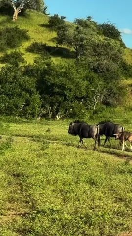 #animals #wildebeest 
