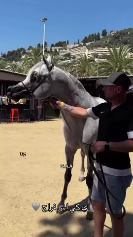 #خيول #العربي #🫶🐎🫶