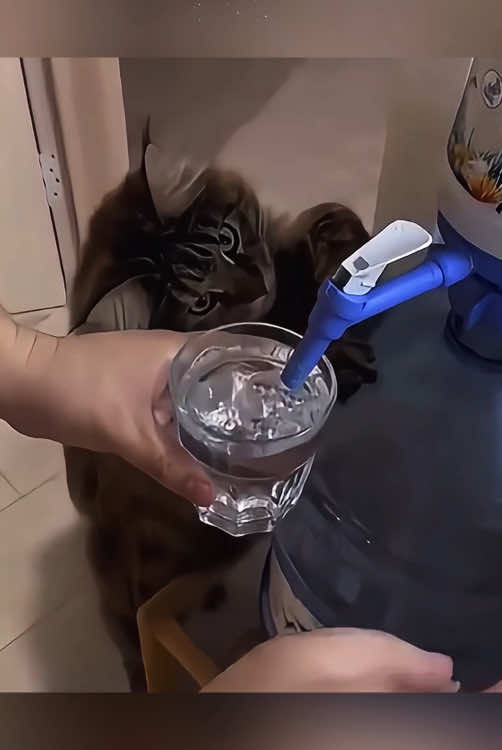 My cat doesn’t need me to earn money to buy cat food for him #funnyvideos #happy #kitten #cat #Funny #pet 