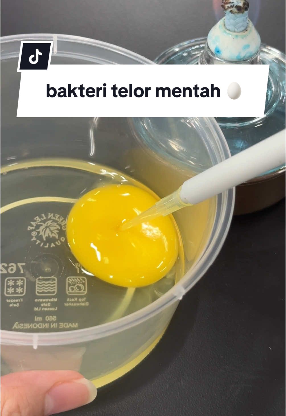 bakteri telor mentah🥚🦠 #foodtech #teknologipangan #telormentah #telor #foodtechnology #cekbakteri #bakteri #salmonella #beranigaklo 