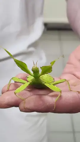 🦗 #vet #veterinarian #vetlife #pet #pets #animal #animals #germany #dortmund #nrw #notdienst #tierarzt #fun #funny #tfa #nurse #nurselife #Vettech #Vettok #Vettechtiktok #funnyvettech 