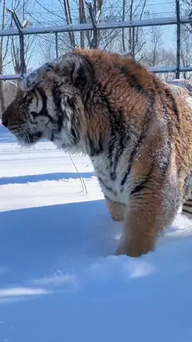 Siberian Tiger in the Snow #tiger #animals 