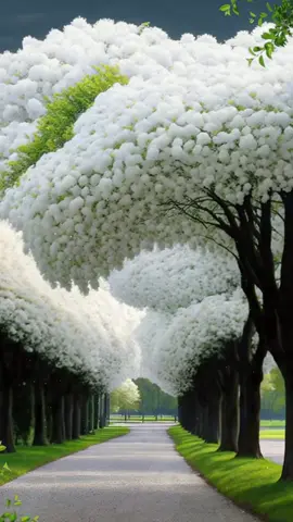 #naturel #flower #scenery 