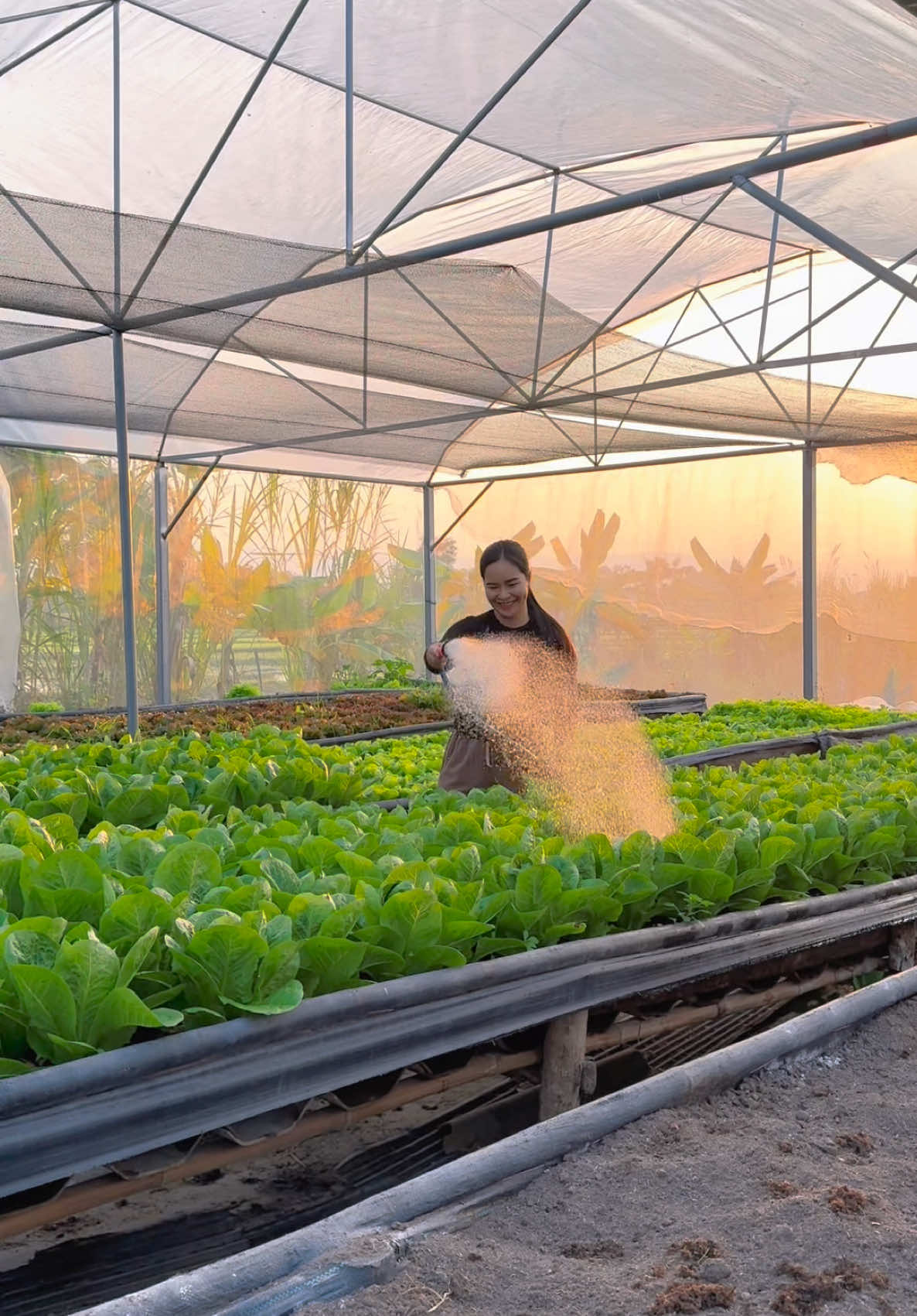 ผักอาทิตย์นี้พร้อมตัดเเล้วนะคะ น้องๆกำลังสวยเลยค่ะ 💖🥬💦  #ฟาร์มสุขทางใจ #พื้นที่ปลอดภัยของคนมีฝัน #หมูแดงพาทำเกษตร #ผักสลัดอินทรีย์ #พะเยา #เปิดการมองเห็น 