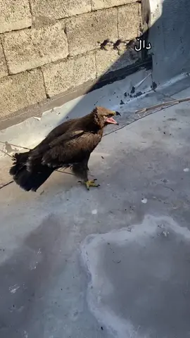 #داڵە🦅 #🦅💀🦂🏴‍☠️ #fyppppppppppppppppppppppp 