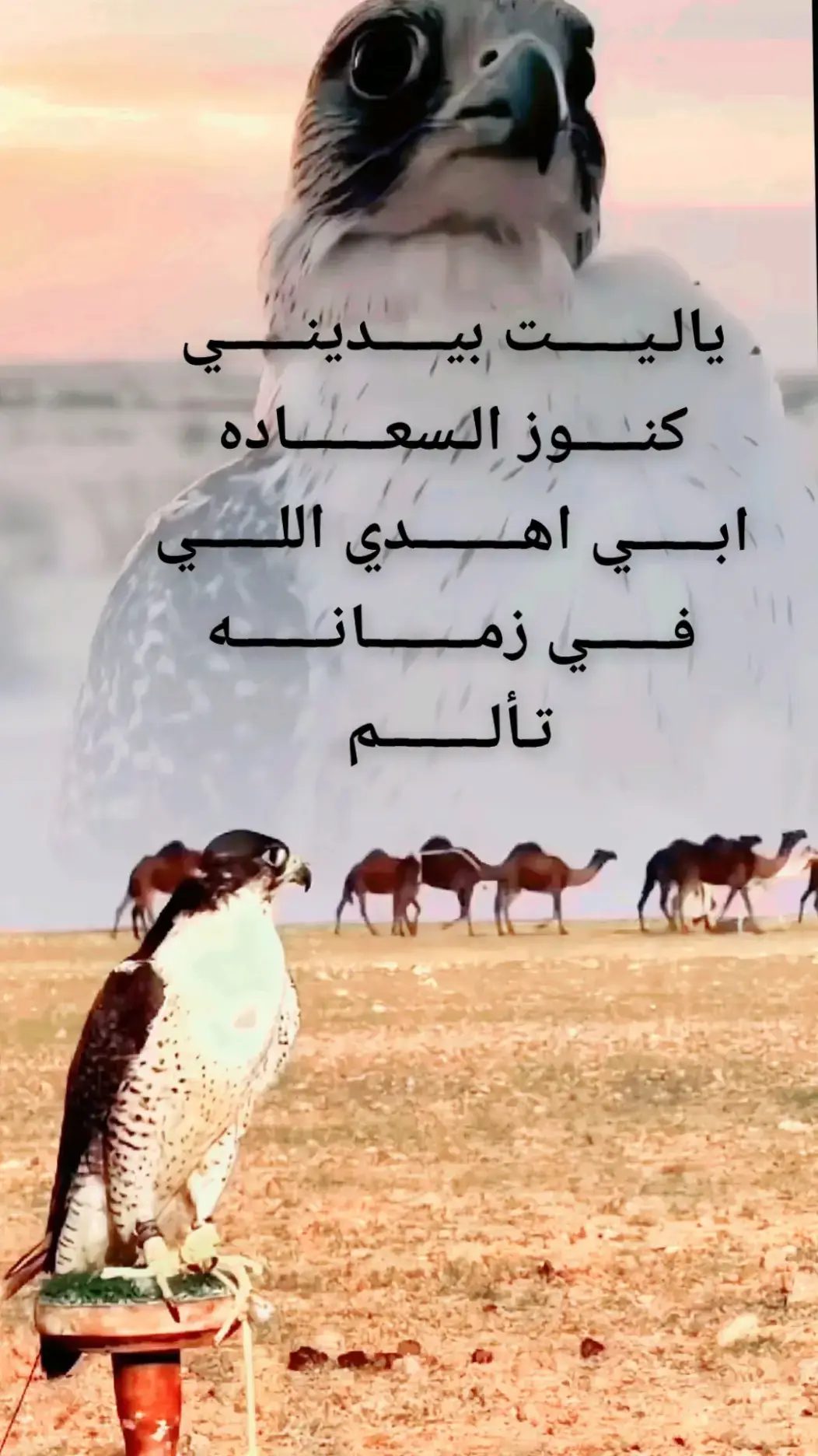 #اكسبلورexplore 