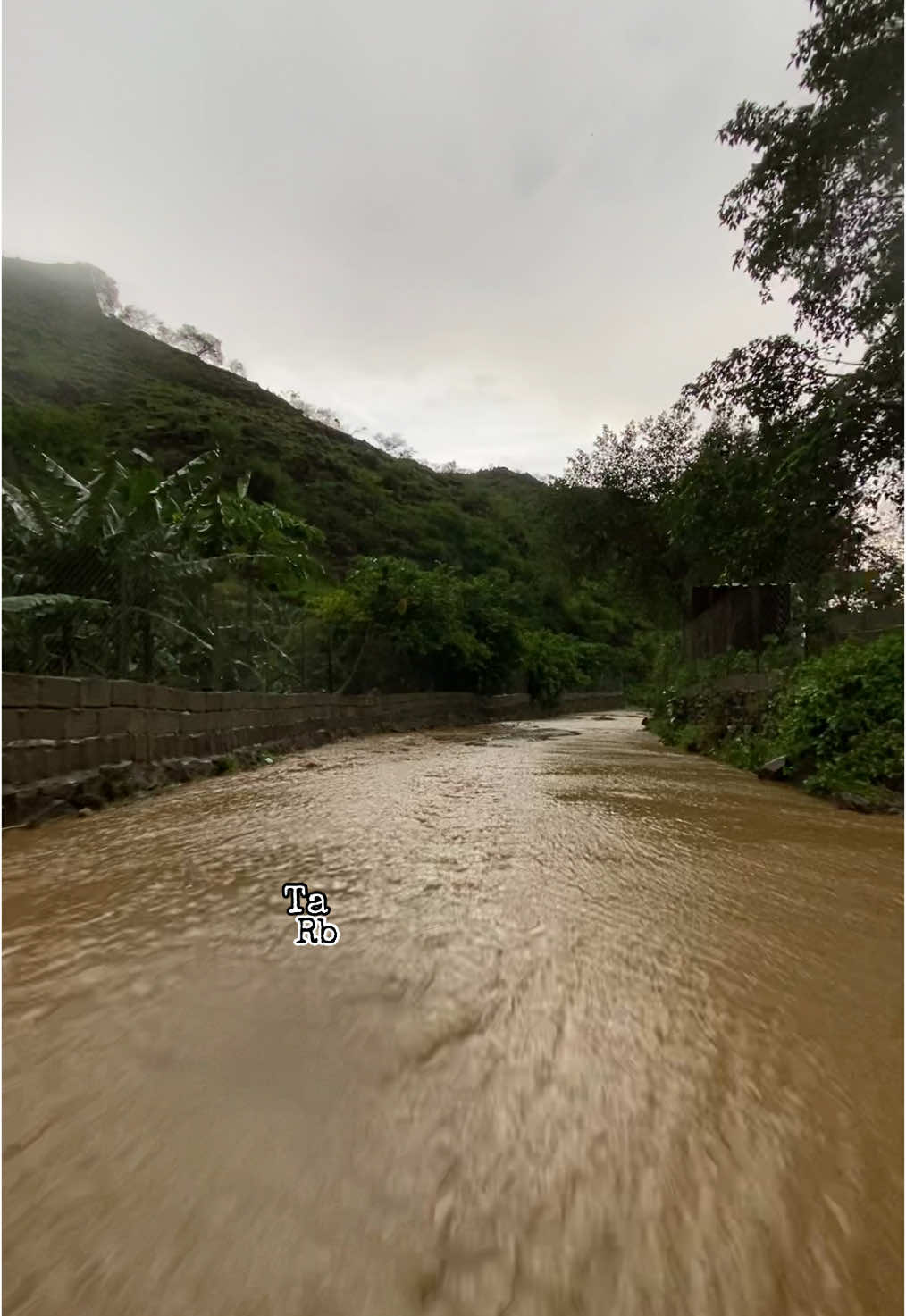 🎼 #قشر_من_الموز #ابو_بكر_سالم #الدائر #مشاوير_طرب_و_نغم 