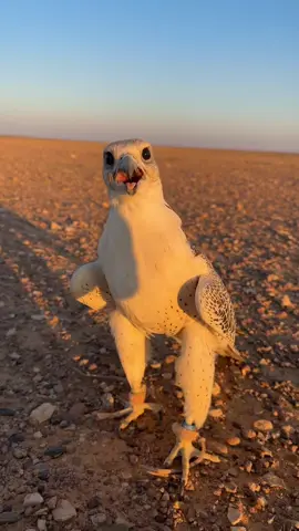 مشاءالله 🤍🤍. 