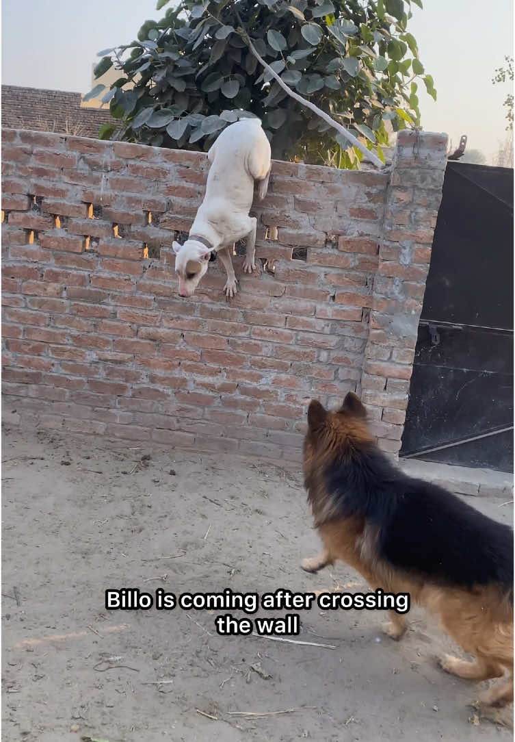 Billu Crossing the wall #minizoo #gultairdog #gultairlovers #petslover #kohatigultairdog 