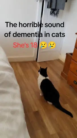 #fyp #dementia #cat #catdementia #proudwales #oldcat 