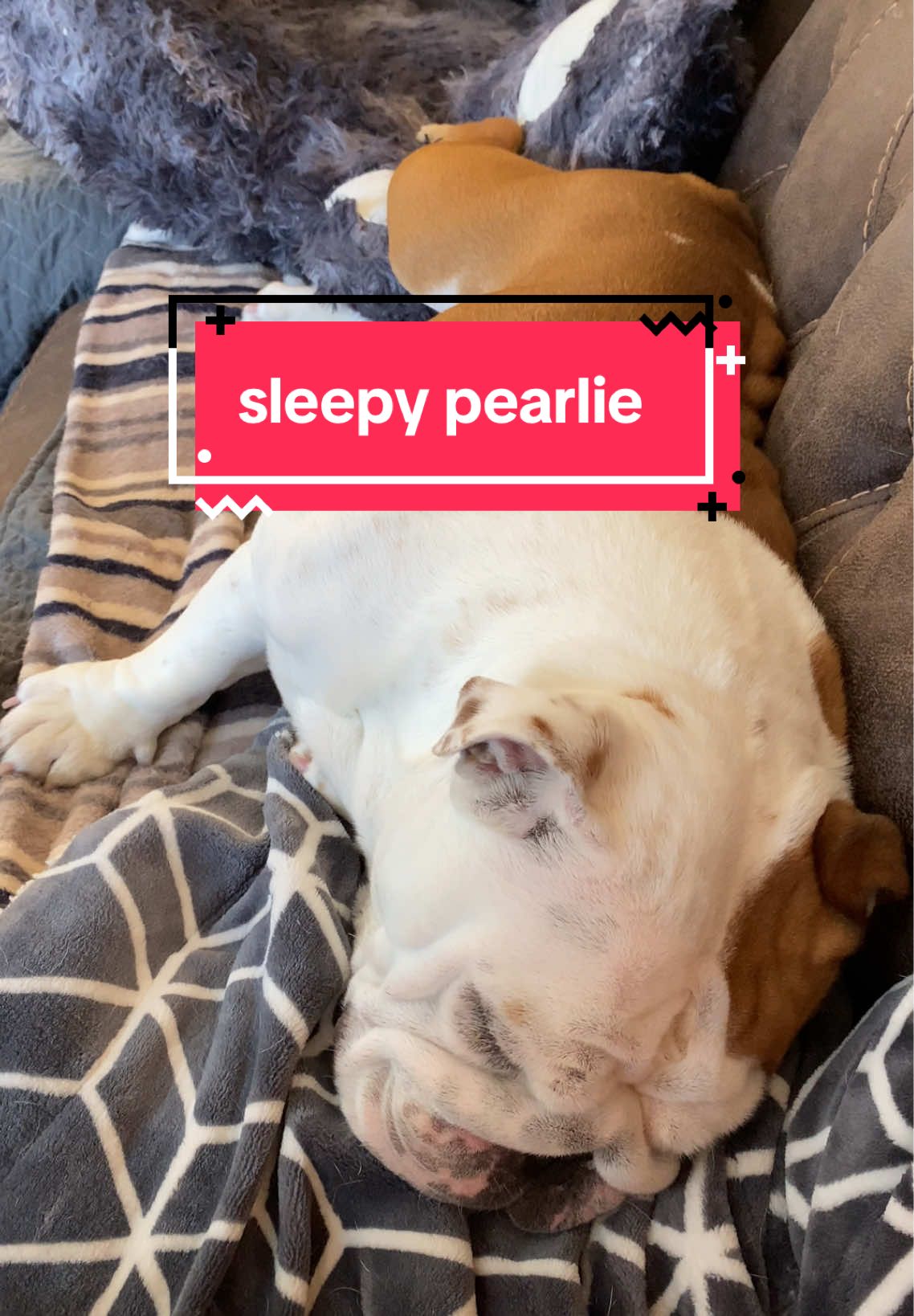 sweet pearlie ❤️❤️💤 #bulldog #bulldogs #sleepingdog 