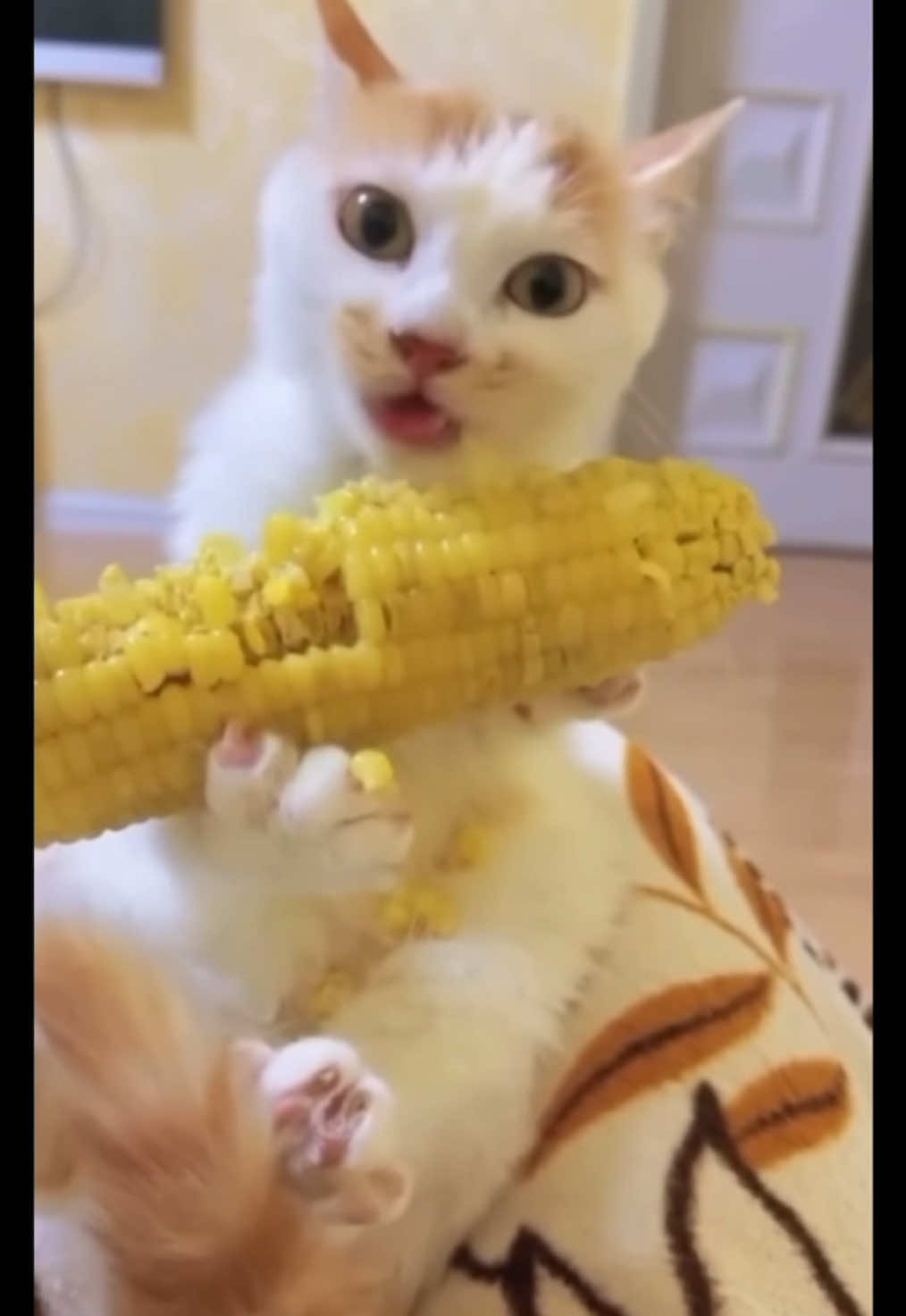 Funny cat compilation #catsoftiktok #funnycat #catlover 