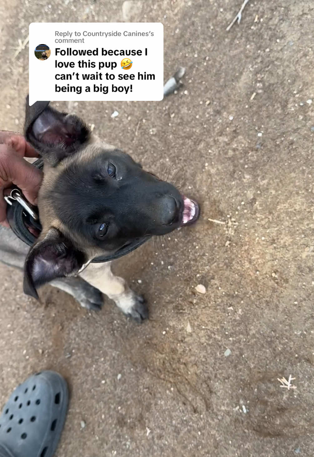 Replying to @Countryside Canines  Stay Tuned! 🫶🏾 #puppy #bitework #DogTraining 