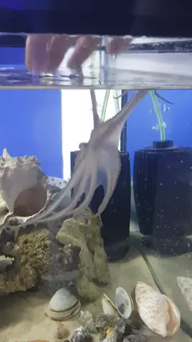 Octavia my octopus baby from way back🐙  I thought i would share some vids of my Octopus🐙 Her name was Octavia and she was an octopus vulgaris, a common octopus and she was amazing. I had her for nearly a year in 2020 until she went into senecence as all female octos do,she lived a happy and playful life. This tank was supposed to be a temoprary setup,i would not reccomend keeping one as a pet,they need a lot of attention,stimulation and take up a lot of time,they are very intelligent and some will not react as well as Octavia to being in captivity.They have been known to eat their own arms from boredom.Octavia came to me by accident but i loved every second i had with her!  #octopus #cephalopod #aquarium #fishtank #fishtok #amazingcreatures