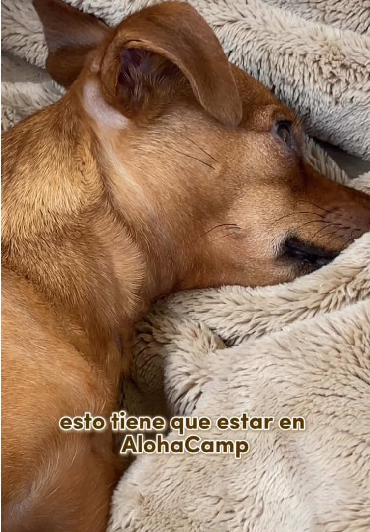 ¡Feliz jueves! Os traemos la cuarta edición de alojamientos petfriendly que están en nuestra Wishlist de @alohacamp_es, porque compartir es de perritas guapas 😋 Se trata de Tierra Espacio Rural ubicada en Chilches, Málaga. Alojamiento rural, donde descansar, hacer rutas de senderismo y es petfriendly! A tener en cuenta: • No indican que haya ninguna limitación de peso/ tamaño de mascota • No indican que haya que pagar ningún suplemento por mascota • Tiene piscina • No tiene aire acondicionado  * Con suplemento para leña Nunca hemos ido, pero está claro que nos encantaría 🤭 ¿Habéis estado alguna vez? Muchos lametones 👅 Descuento de 20€ en @AlohaCamp España con NALITADADOGAF o a través del enlace https://alohacamp.com/es/r/nalitadadogaf #traveller #travellerdog #travellingwithdogs #travellingwithpets #whislist #wishlistalojamientos #alojamientospetfriendly #viajarconperro #viajarconmascota #malaga #dog #dogfamily #dogmom #dogdad #travellinginfamily #viajandoenfamilia #pinscher #pinscherporelmundo #mixed #alohacamp #publi