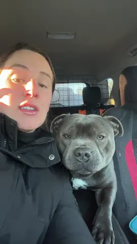 We tried #staffordshirebullterrier #staffy #staffysoftiktoklove #fypp #fypシ゚viral #funnyvideo #funnymoments #puppytiktok #cutedog #cuteanimals 