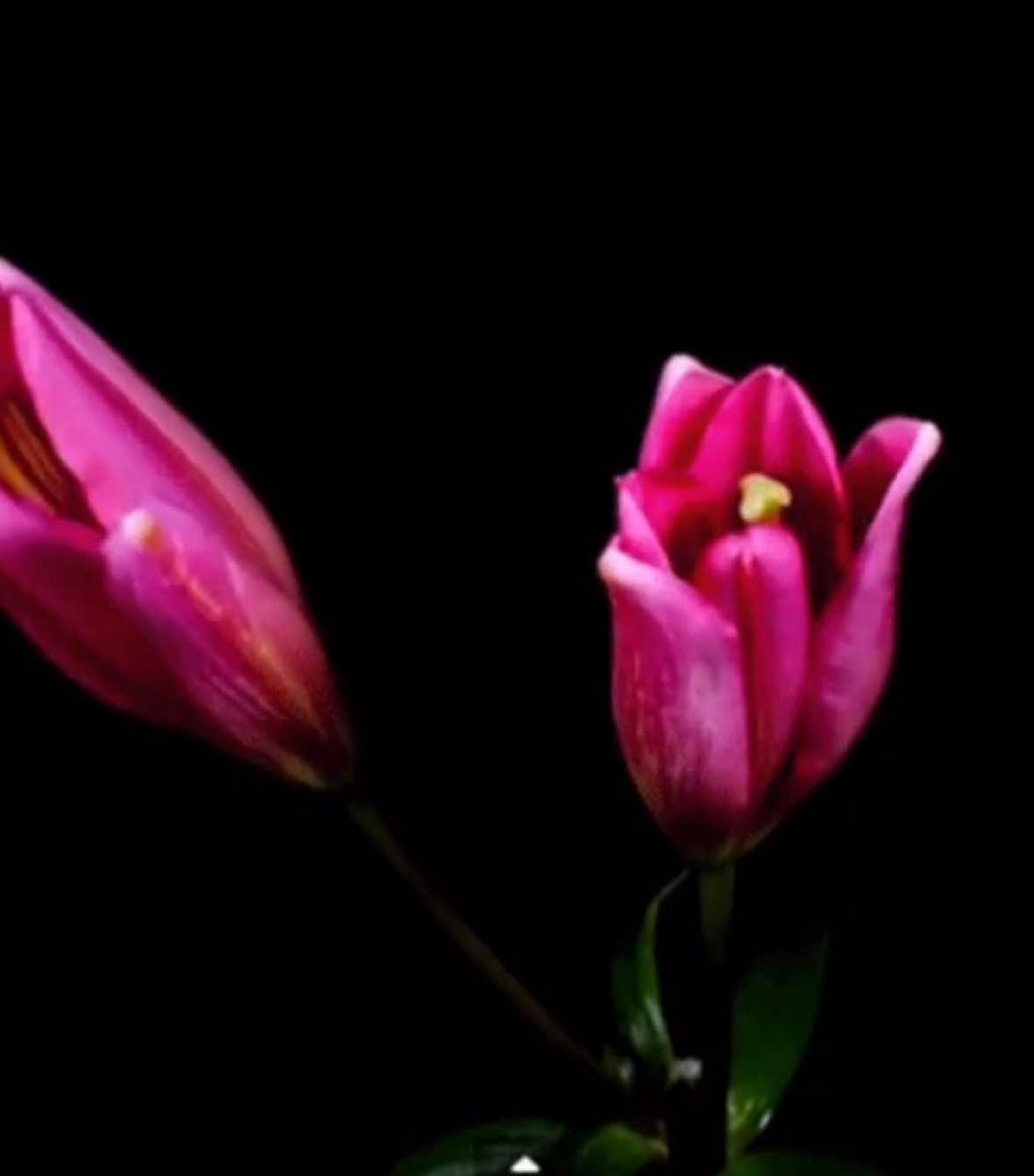#foryoupage #flowerbloom #nature #fyp #aesthetic #edit 