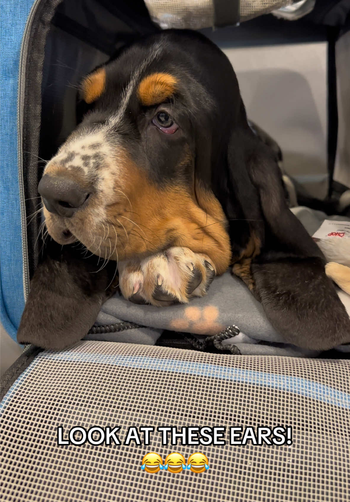 I think I said “look at these ears” 65 times that day 😂😂 and of course who could forget about those LEG ROLLS!!!  #animaltransporter #animaltransport #flightnanny #fyp #cutepuppy #cutedog #bassethound #bassethoundsoftiktok #bassethoundpuppy #basset#creatorsearchinsights 