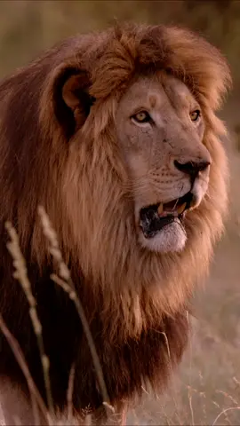 Stay tuned as @dricusduplessis comes face to face with a lion in Crypto.com's latest episode of #BornBrave!