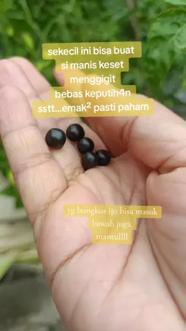 jamu manjakani#pilmanjakani #manjakani #keputihan 