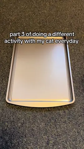 she loved this one 😁#catsoftiktok #foryou #cattoys #catenrichmentideas #orangecat #kitten 