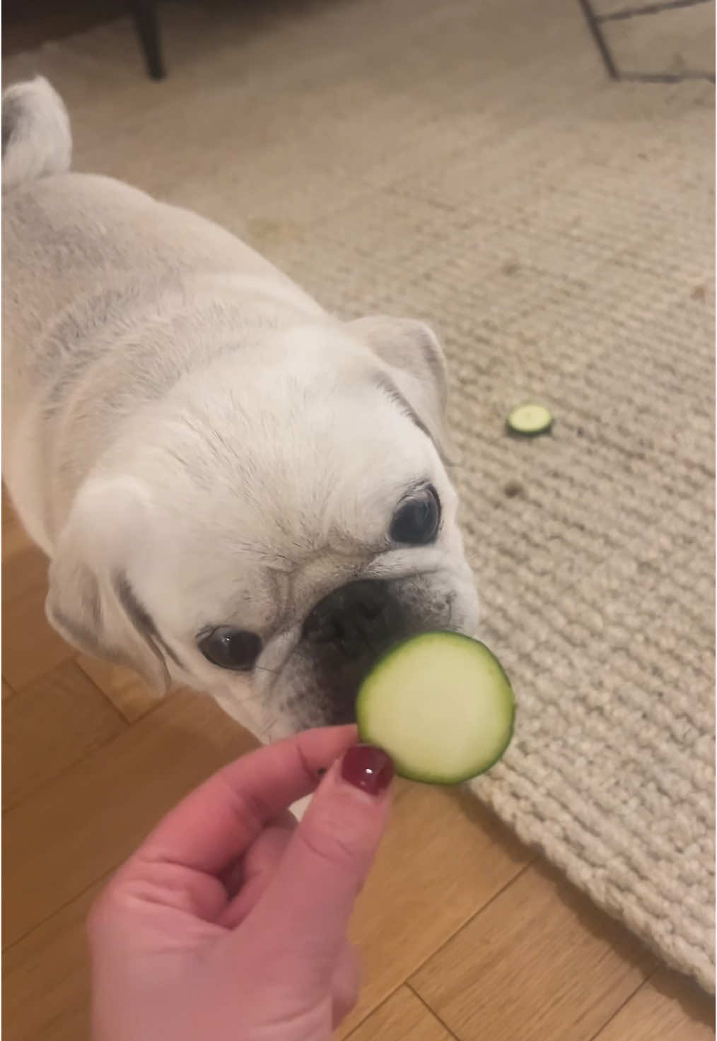 Zucchini chronicles 💚