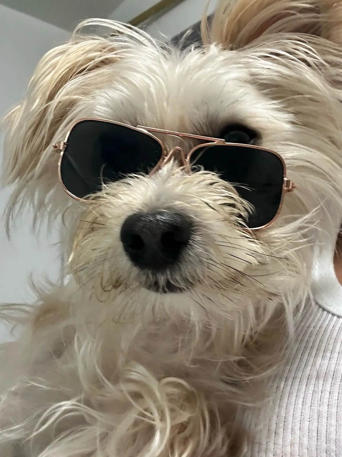 #fyp #dogsoftiktok 