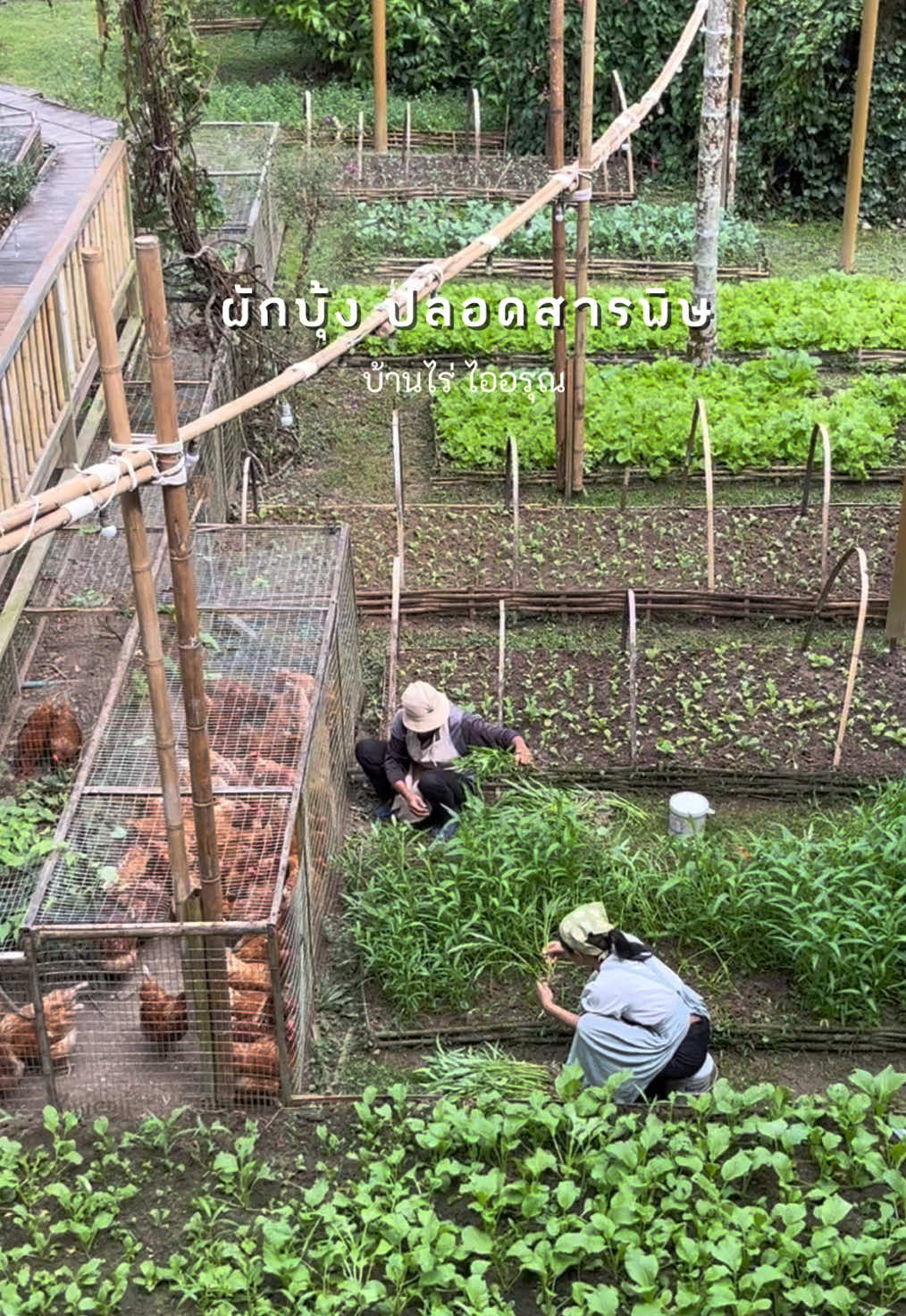 เก็บ ผักบุ้งปลอดสารพิษ กันค่ะ  ปล.แอบแบ่งผักบุ้งสดๆ กรอบๆ ให้น้องไก่ชิมนิดนึงค่ะ 🐓💚 #ผักบุ้ง #สวนผักข้างบ้าน #ปลูกผักกินเอง #ผักปลอดสารพิษ #บ้านไร่ไออรุณ #baanraiiarun #farmstay #เลี้ยงไก่ #ไก่ไข่อารมณ์ดี #ไก่ไข่ #chickenfarm #vegetables #garden #รีวิวที่พัก #ที่พักระนอง #ระนอง #คาเฟ่ระนอง #ranong #thailand #