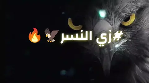 زي النسر 🦅🔥#محمد_ابو_شعر #اكسبلور #fyp #explore 