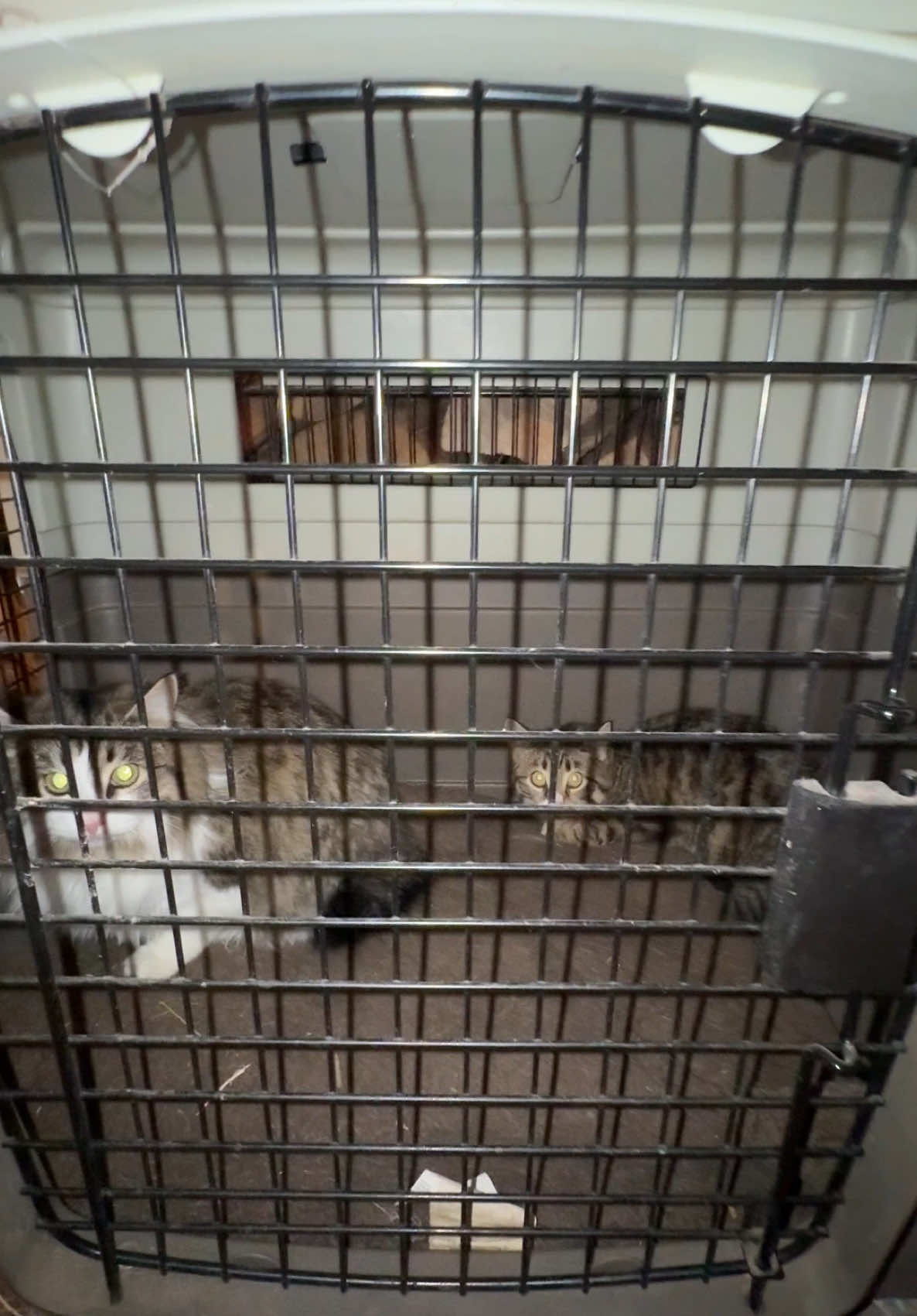 welcome to the fam my feline friends #montana #homestead #cats #winter 