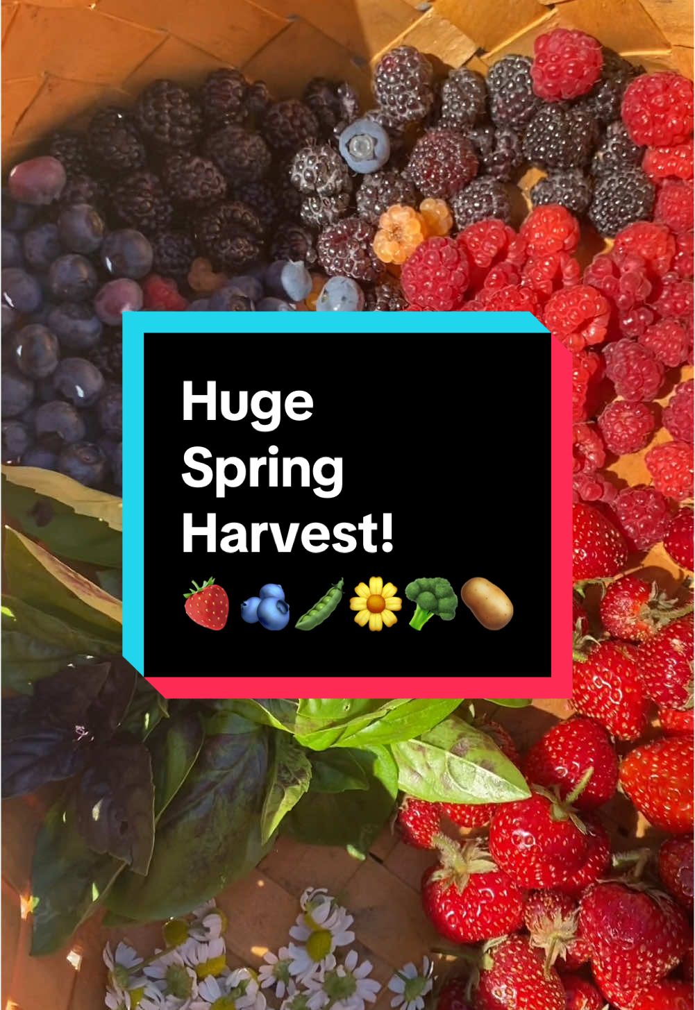 This LONG spring #harvest was great quality time with my son in our #backyardgarden. This #harvesttime includes strawberries, raspberries, blueberries, basil, peas, carrots, broccoli, and potatoes. The longest #gardenharvest I’ve ever gotten. #growyourownfood 