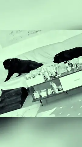 #animals #dogsoftiktok #pitbull #fyp 