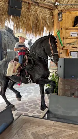 Lo que se hereda no se hurta!! #viral #caballos #frison #caballosbailadores #fincalospinos #frisianhorse #ranchos #frisones #frisian 