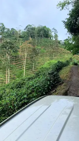Detrás de una taza de café hay mucho esfuerzo 🥹☕️ #cafe #finca #cafetales #jinotega #trabajadores #cafeteria #cafe 