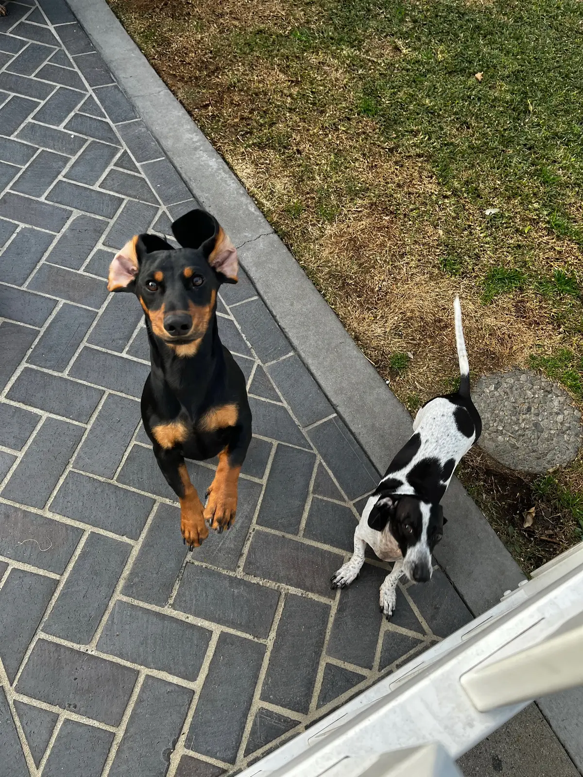 🦘or 🐶 ?? #dauchshund #dog #zoomies #excited #kangaroo 