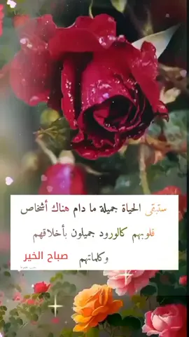 #كلمات_مؤثرة_وجميلة #صباح_السعادة🌹🤍🌹 #هدوء_الصباح🤍 #صباح_الخير #🌹🌹🌹🌹🌹🌹🌹🌹🌹🌹🌹🌹 