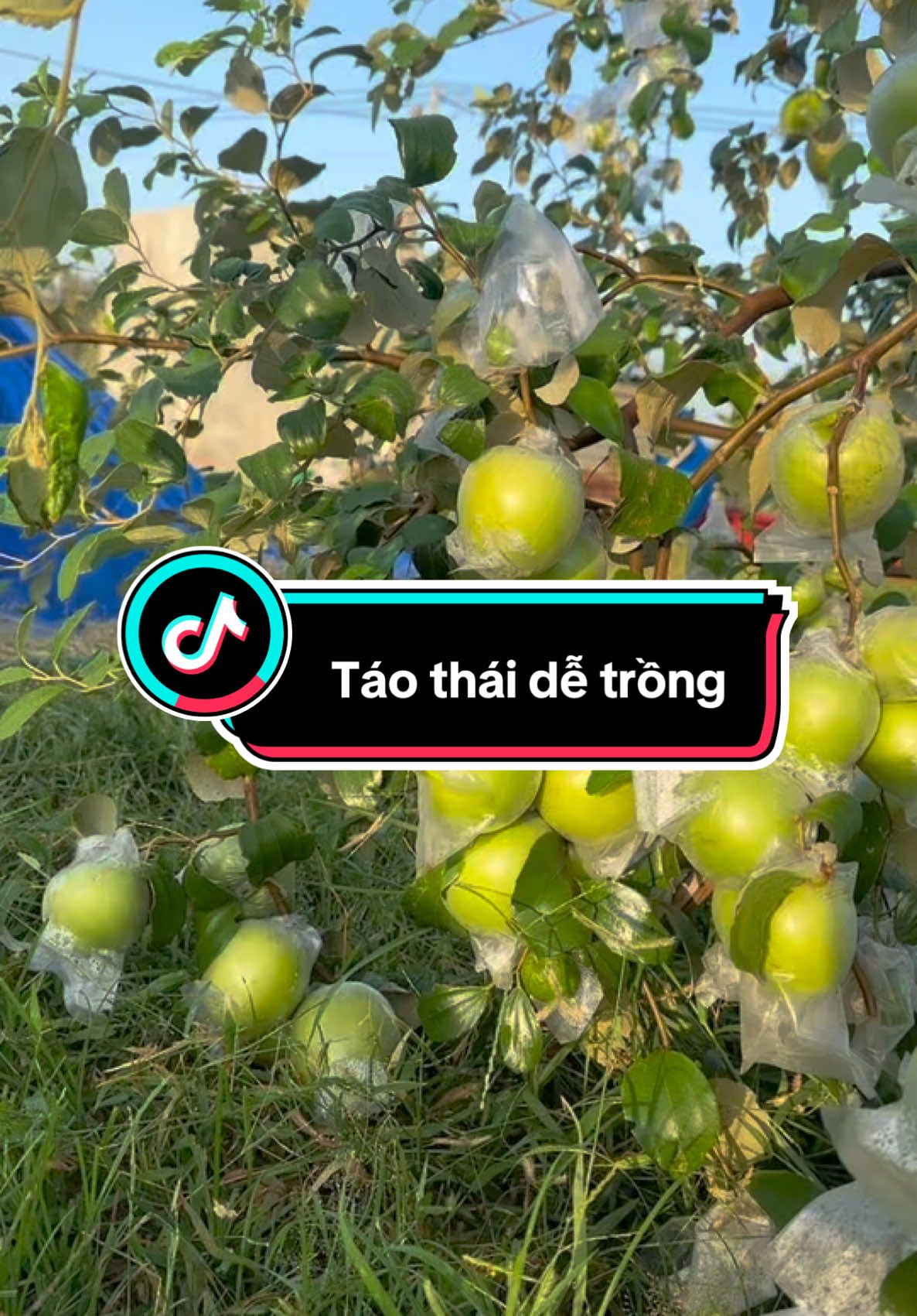 Táo Thái Dễ Trồng #xuhuong #nhavuonngocquoc #táothái 
