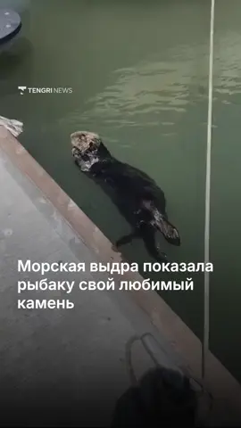 Просто морская выдра. Просто показала камень. Ничего необычного. Просто хотим, чтобы вы улыбнулись