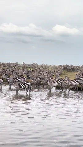 BARKING ZEBRAS. . . Zebras in @serengetinationalpark are part of the migration. and water is the most valuable thing for migrants. we spent 2hrs watching thousands of zebras coming in and out of the water hole drinking water. we had so much fun with lots of dramas from zebras 🦓. . . . #foryou #trending #viral #nationalgeographic #natgeowild #natgeotraveller #nationalgeographictravel #nature #wildanimals #wildlife #bbcearth #serengetinationalpark #migration #zebra 