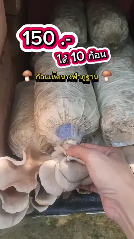 ถูกกว่าซื้อตลาด - เพาะเห็ดไว้กินเอง #เห็ดนางฟ้า #เห็ดนางฟ้าภูฐาน #เพาะเห็ด #ก้อนเชื้อเห็ด #ก้อนเชื้อเห็ดนางฟ้าภูฏาน #ก้อนเชื้อเห็ดนางฟ้า #ผักสวนครัว #ผักสวนครัวเล็กๆของฉัน #ผักสด #ของกิน #ของกินอร่อย #เกษตร  #เกษตรกร #กิจกรรมวันหยุด #tiktokshop 
