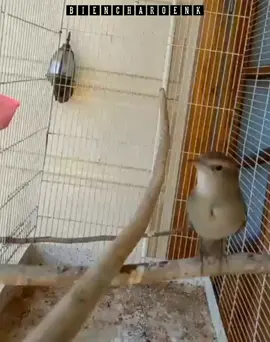 Sikatan Londo ➡️ Thrush Nightingale #burung #bird #kicau #kicaumania #foryou #foryoupage #fyp #fypage 