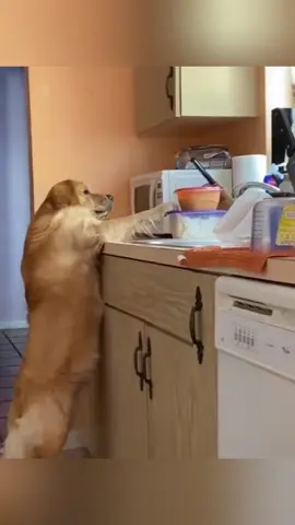 When your dog is caught stealing 🤣#tiktok #funnyvideos #dog #usa🇺🇸 #dogsoftiktok #funny #funnyvideos 