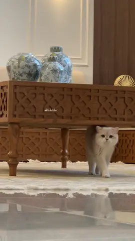 #ماشاءالله #saudiarabia🇸🇦 #explore #WCF #cat #foryoupage #trending #cats 