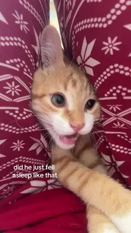Orange cat behavior😹😹#usa🇺🇸 #cat #catsoftiktok #funny #tiktok #cats #fyp #foryou 