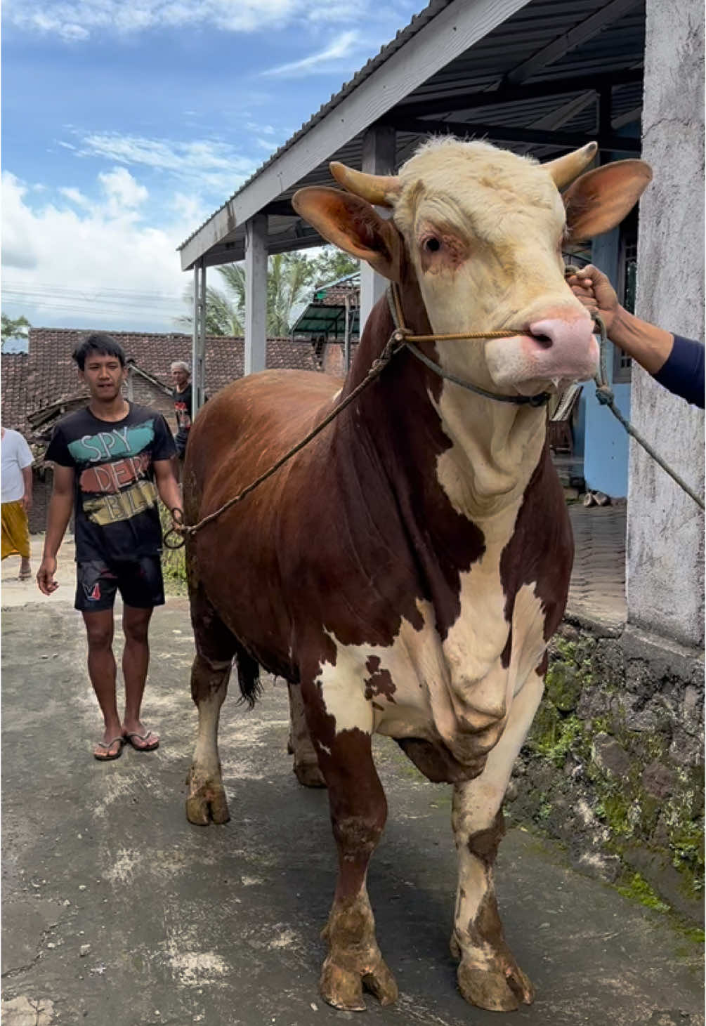 Sapi simental super tinggi #sapi #cow #bulls 