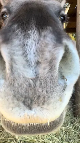 Tarpan/Heck horses 