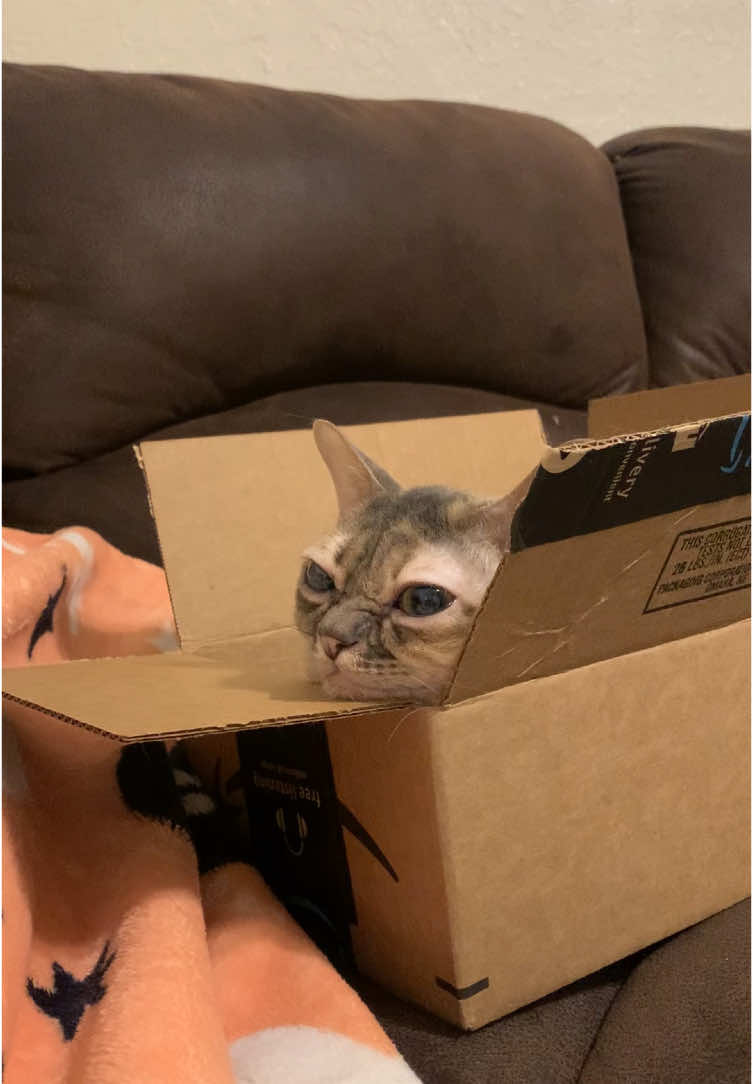 What did you pick?  #fyp #foryoupage #Gumbus #rescuecat #rescuekitten #catsoftiktok #