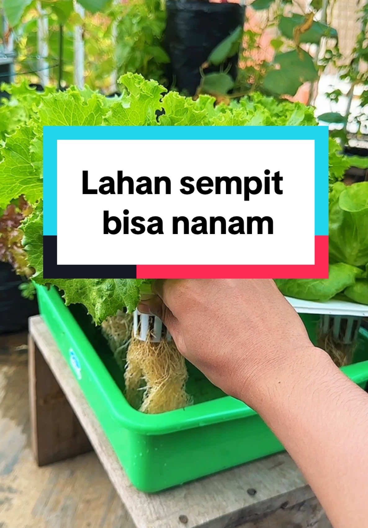 Yakin kamu gak tertarik nyoba dirumah ? 🤭 #infarm #infarmid #berkebun 