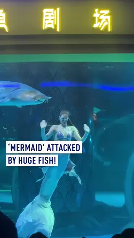 A woman performing as a mermaid in a Chinese aquarium is bitten on the head by a huge fish to huge gasps from the audience. The performer survived the attack. #mermaid #attack #china #aquarium #hugefish