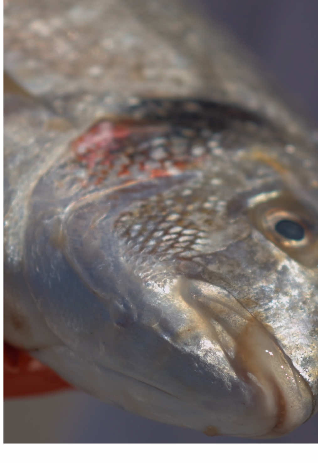 Like Bass, most of us are used to seeing Gilthead Bream as these tiny little farmed jobbies from Greece or Turkey, NOT the Wild silver bars that we land in the nets around the South West.  The difference: Instead of the basic flavour of their long lost farmed cousins, these wild Gilts pack a whole spectrum of taste and texture. With sweet, delicate meat that complements the crispy, sea salt skin, they’re amazing to have filleted and pan fried.  However, unlike the black bream, I always think you don’t want to add additional flavours when cooking. Just a really good butter and salt to serve with some rosemary roasted potatoes and a sharp, sweet-acidic salad. The simplicity is the reward for choosing such a beautiful fish. Congratulations #seafood #giltheadbream #bream #sustainablefishing #ukfishing #regenerativeseafood 